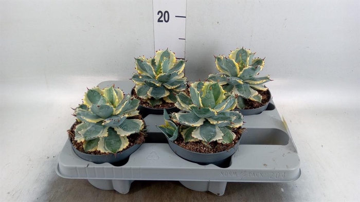 <h4>Agave potatorum</h4>