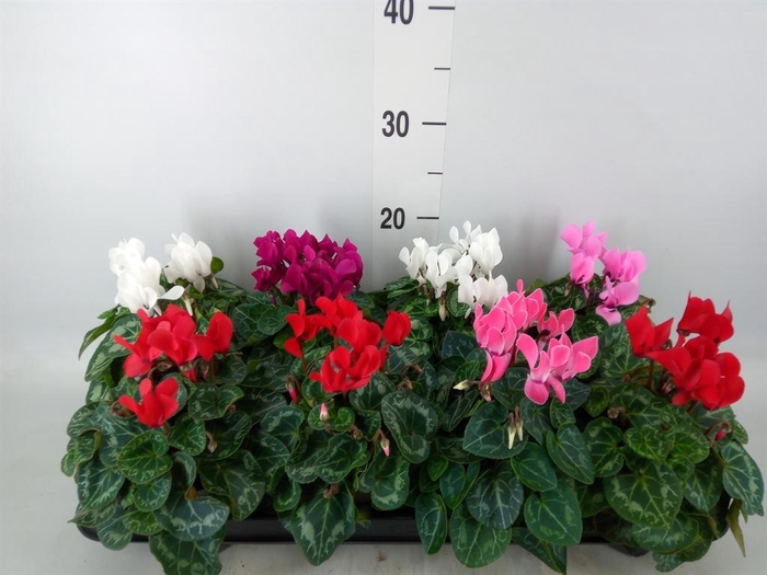 <h4>Cyclamen KL 'Carino'</h4>
