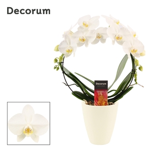 Phalaenopsis boog wit in Carly wit mat (Deco-collection)