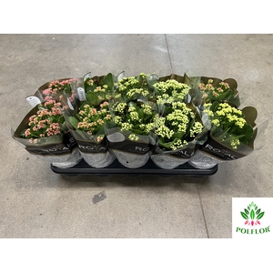 Kalanchoe ROYALE Mix 12Ø 25cm