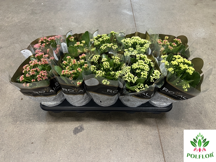 Kalanchoe ROYALE Mix 12Ø 25cm