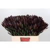 Leucadendron Saf Sunset Dark R.