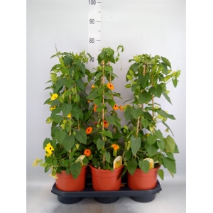 Thunbergia alata