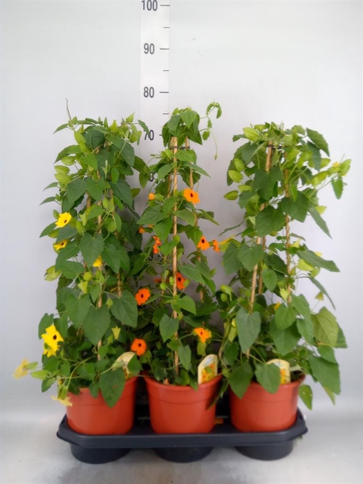 <h4>Thunbergia alata</h4>