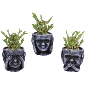 Lucky Bamboo Shape Round 2S in Ceramic pot Ø12cm