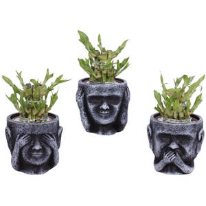 Lucky Bamboo Shape Round 2S in Ceramic pot Ø12cm