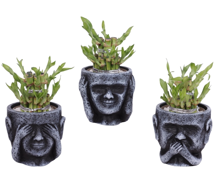 <h4>Lucky Bamboo Shape Round 2S in Ceramic pot Ø12cm</h4>