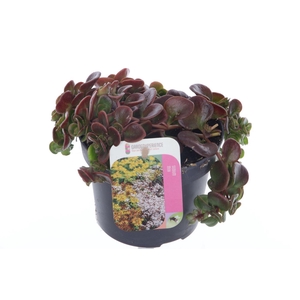 Sedum makinoi