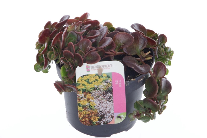 <h4>Sedum makinoi</h4>