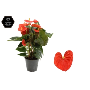 Anthurium 12 cm Cinemato in transparant sleeve