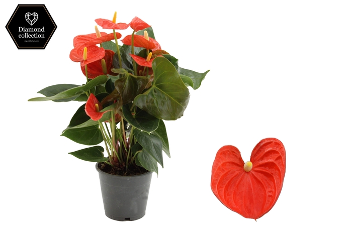 <h4>Anthurium Cinemato in transparant sleeve</h4>
