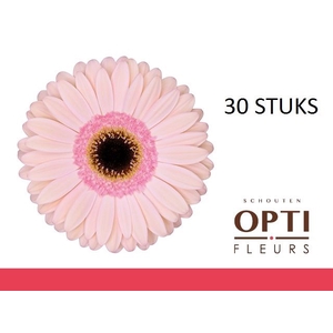 Gerbera Alliance