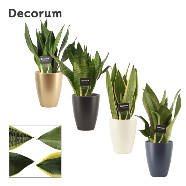 <h4>Sansevieria Super mix 12 cm in Carly (Neo Architect-collection)</h4>