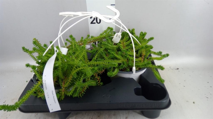 <h4>Crassula   ...</h4>