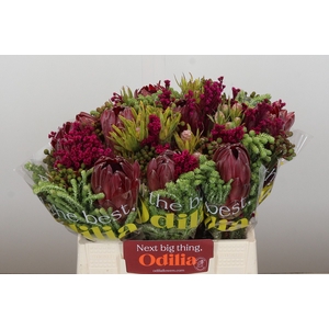 BQ Protea Sharon SFB