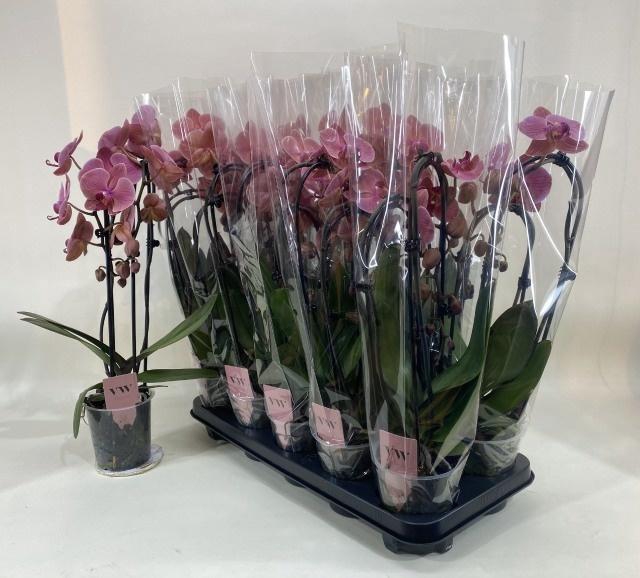 <h4>PHAL OV ORANJE</h4>