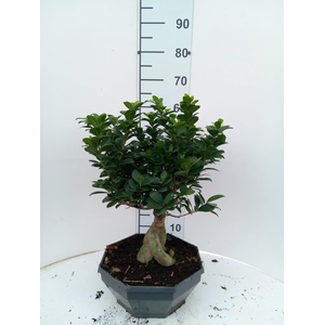 Ficus Mi Ginseng