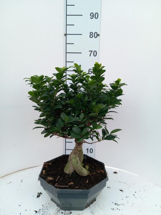 <h4>Ficus Mi Ginseng</h4>