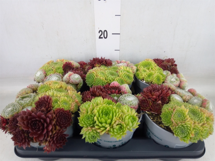<h4>Sempervivum   ...</h4>