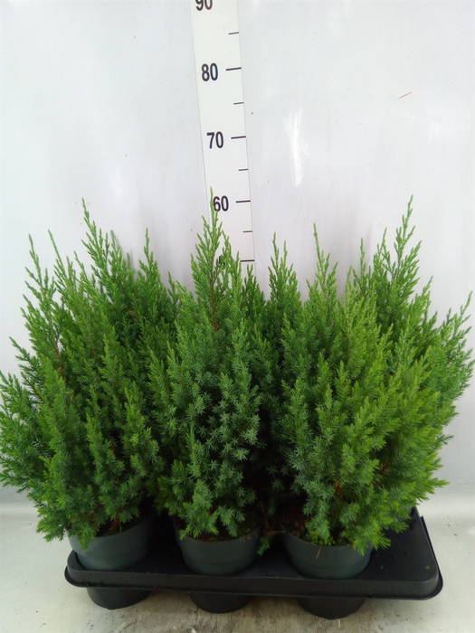 <h4>Juniperus chinensis 'Stricta'</h4>