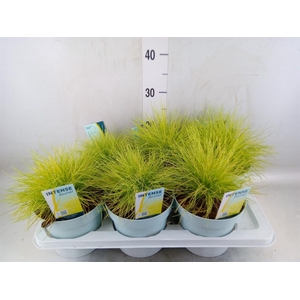 Festuca glauca 'Amigold'