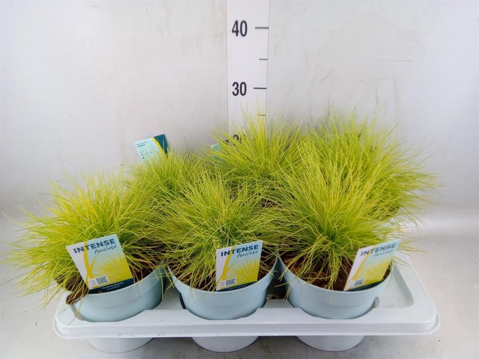 <h4>Festuca glauca 'Amigold'</h4>