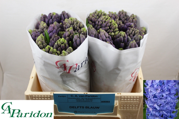 <h4>HYAC DELFT BLUE</h4>