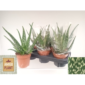 ALOE TROPICAL