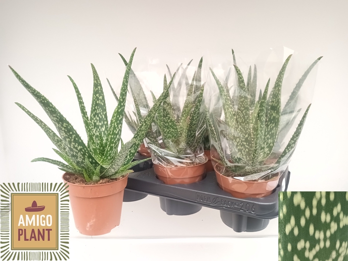 <h4>ALOE TROPICAL</h4>