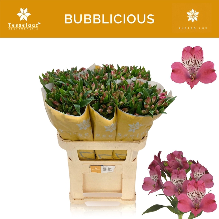 <h4>ALSTR BUBBLICIOUS</h4>