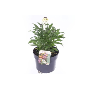 Erysimum lin. Leya Lemon Glow