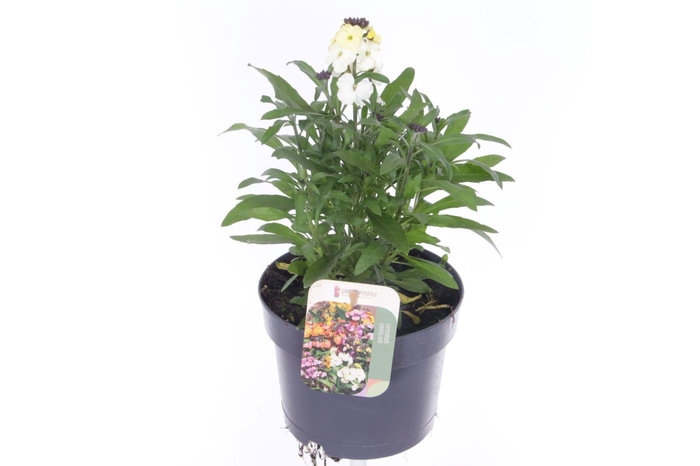 <h4>Erysimum lin. Leya Lemon Glow</h4>