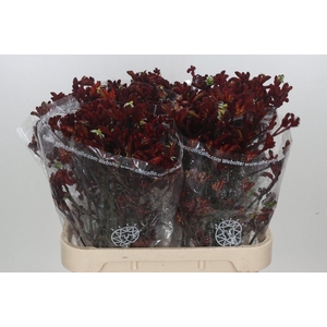 Anigozanthos Early Spring