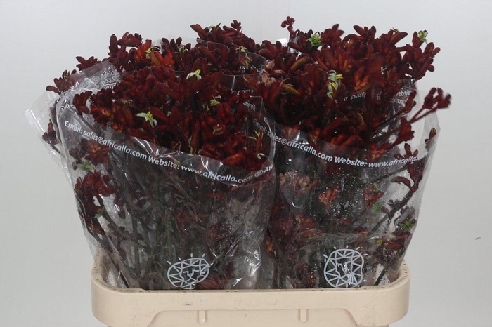 <h4>Anigozanthos Early Spring</h4>