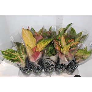 AGLAONEMA VARIADA P12 PREMIUM
