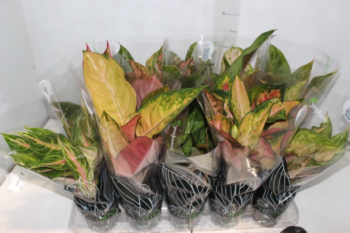 <h4>AGLAONEMA VARIADA P12</h4>