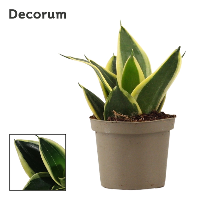 Sansevieria Hahnii 9 cm Jade Pagoda (Decorum)