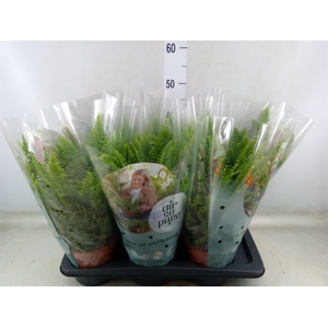 Nephrolepis exal. 'Green Lady'