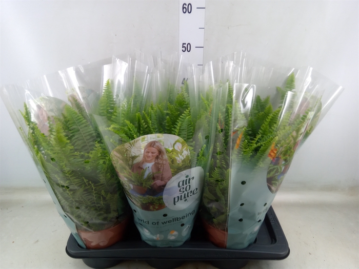 <h4>Nephrolepis exal. 'Green Lady'</h4>