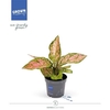 Aglaonema Hawkeye