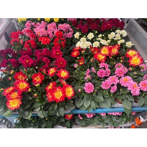 DAHLIA MIXK 5 KL