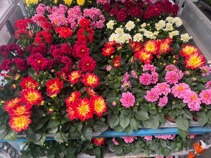 <h4>DAHLIA MIXK 5 KL</h4>