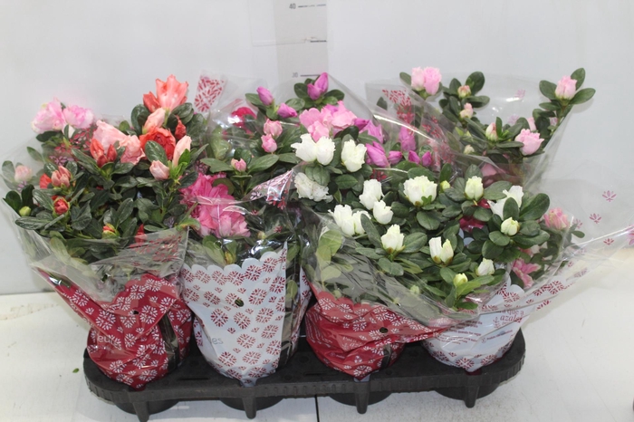 <h4>AZALEIA P14</h4>