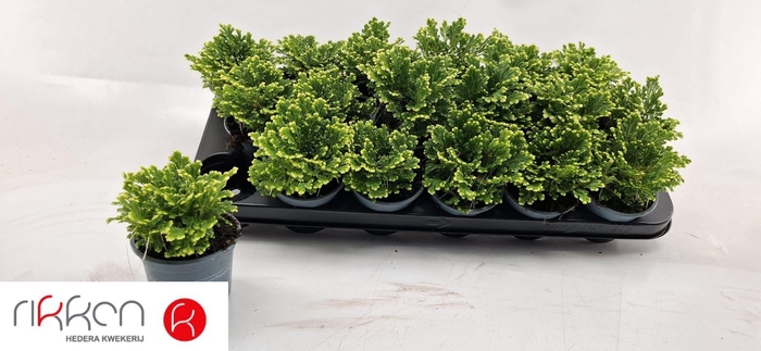 <h4>SELAG M JORI</h4>