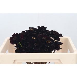 Cosmos atrosang. 'Black Beauty'