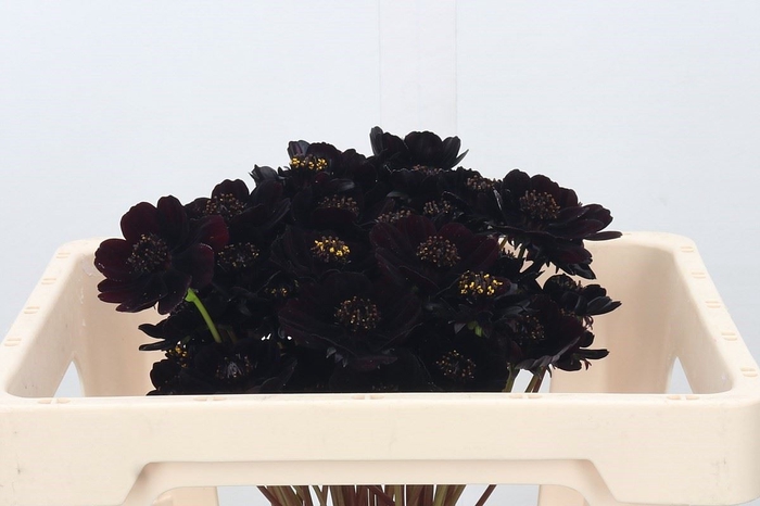 <h4>Cosmos atrosang. 'Black Beauty'</h4>