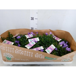 Campanula porten. 'Ambella Lavende'