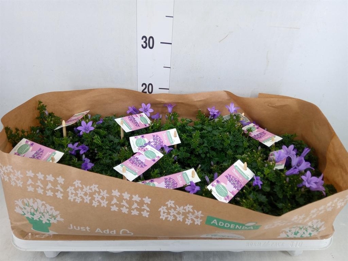 <h4>Campanula porten. 'Ambella Lavende'</h4>