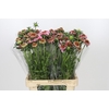 Scabiosa Focal Popsicle