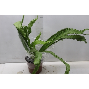 ASPLENIUM OSAKA CRESPO P17